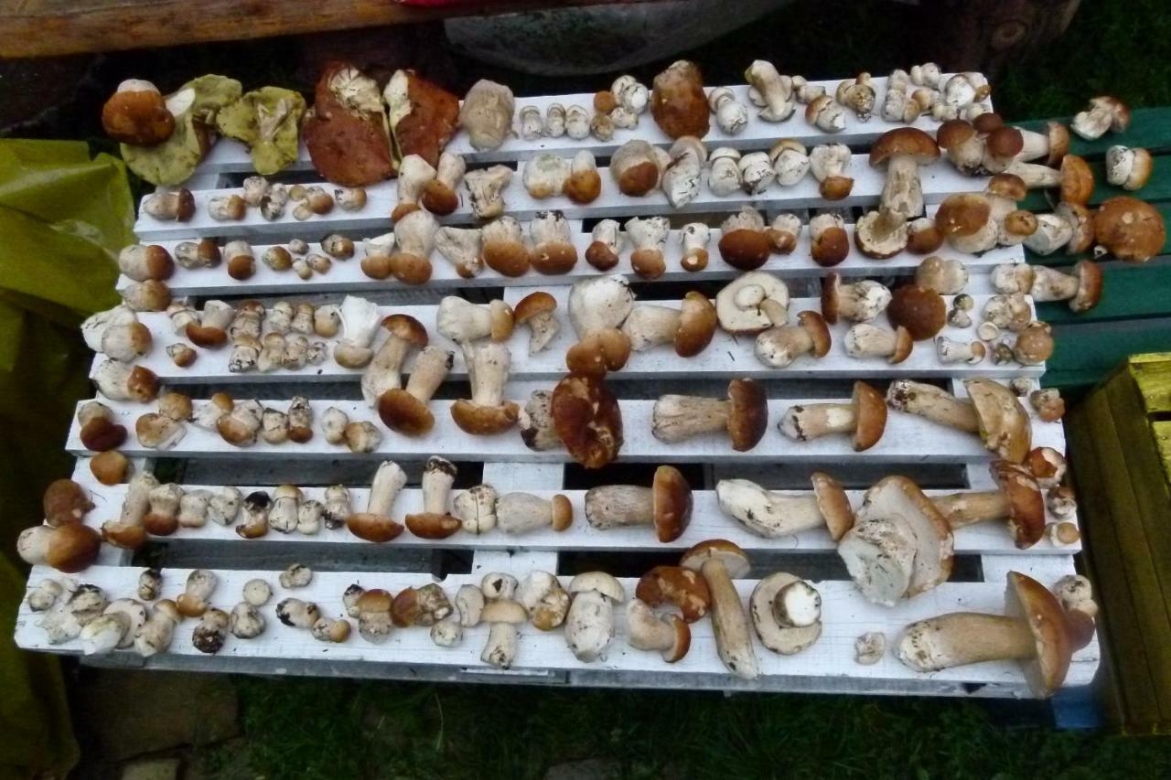 Agroturystyka U Psotki Kuzmina Exteriör bild