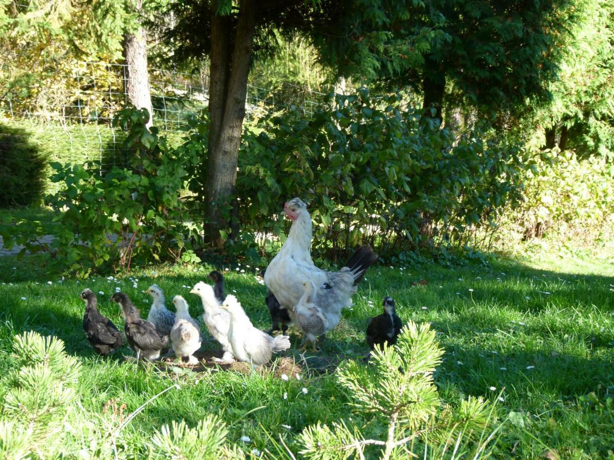Agroturystyka U Psotki Kuzmina Exteriör bild